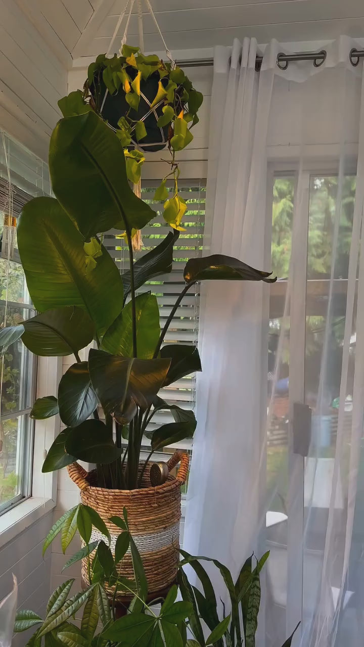 Lemon Meringue No. 56 | Loose Leaf Oolong Tea